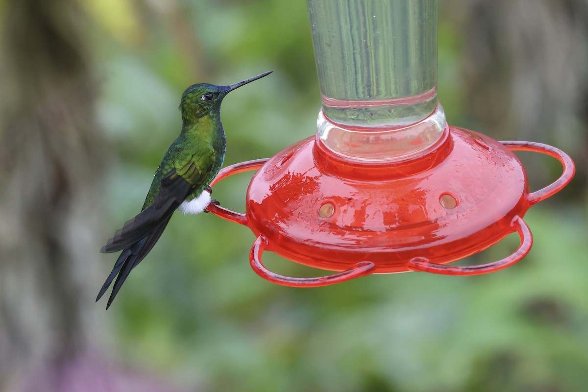Sapphire-vented Puffleg - ML643819323