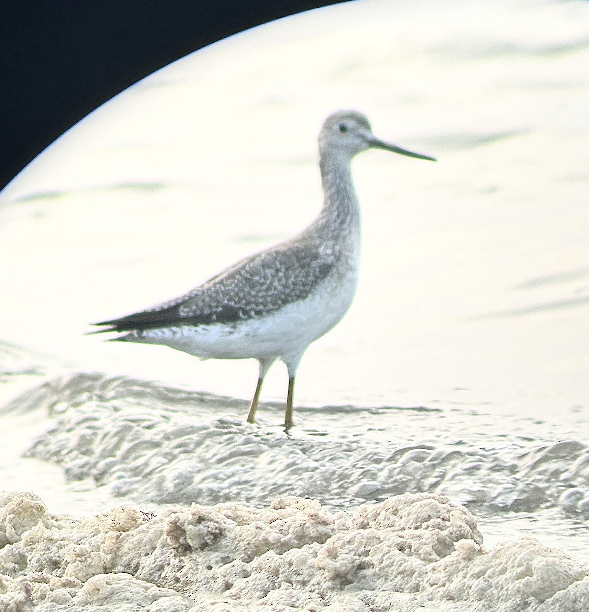 Greater Yellowlegs - ML643819338