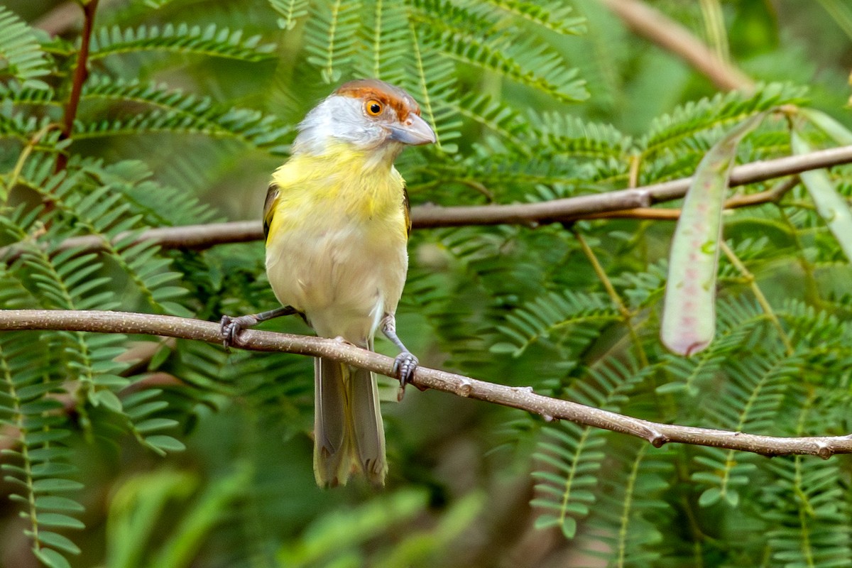 Rufous-browed Peppershrike - ML643819340