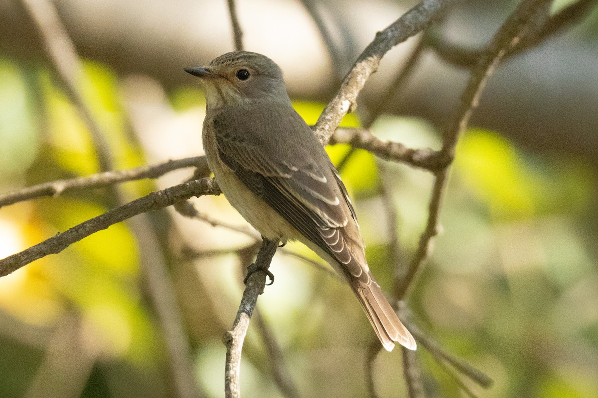 Spotted Flycatcher - ML643819344