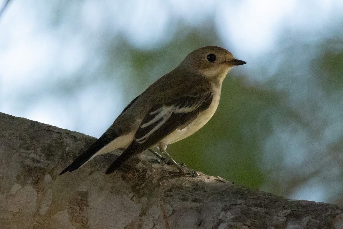 European Pied Flycatcher - ML643819350