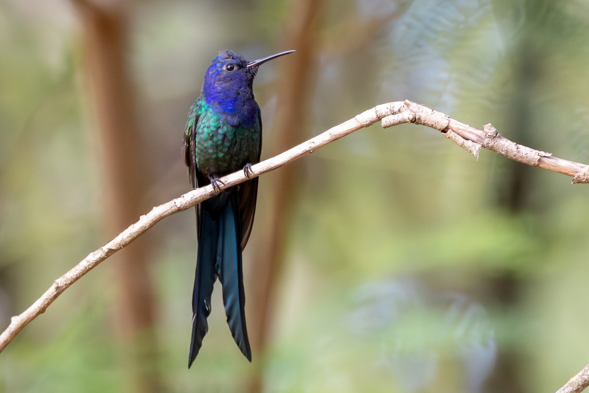Swallow-tailed Hummingbird - ML643819355