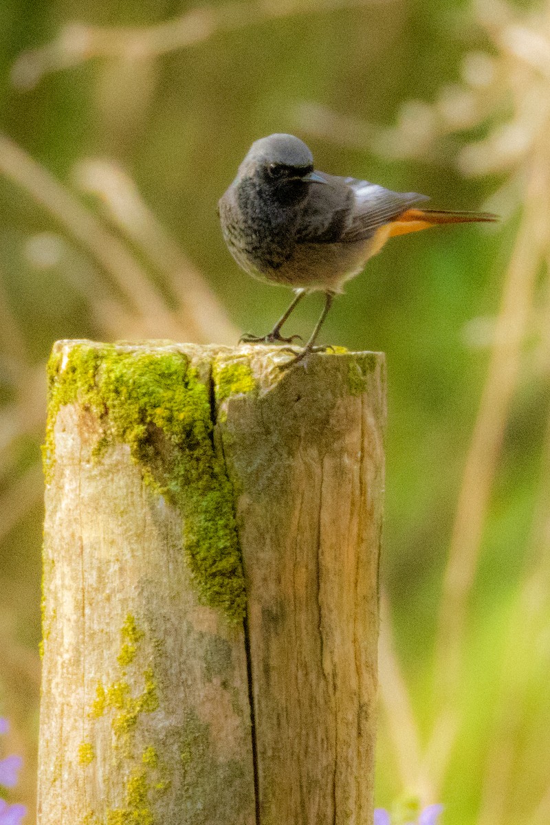 Black Redstart - ML643819362