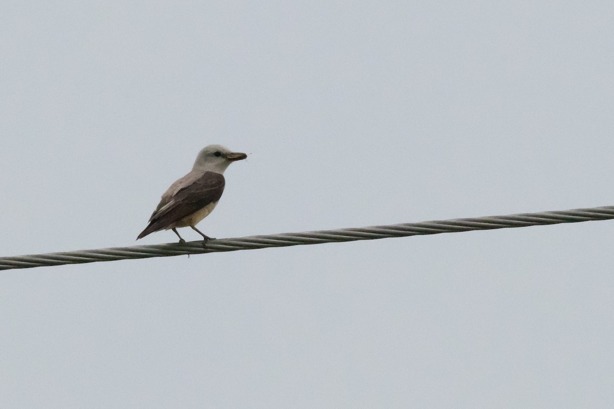 Scissor-tailed Flycatcher - ML643819373