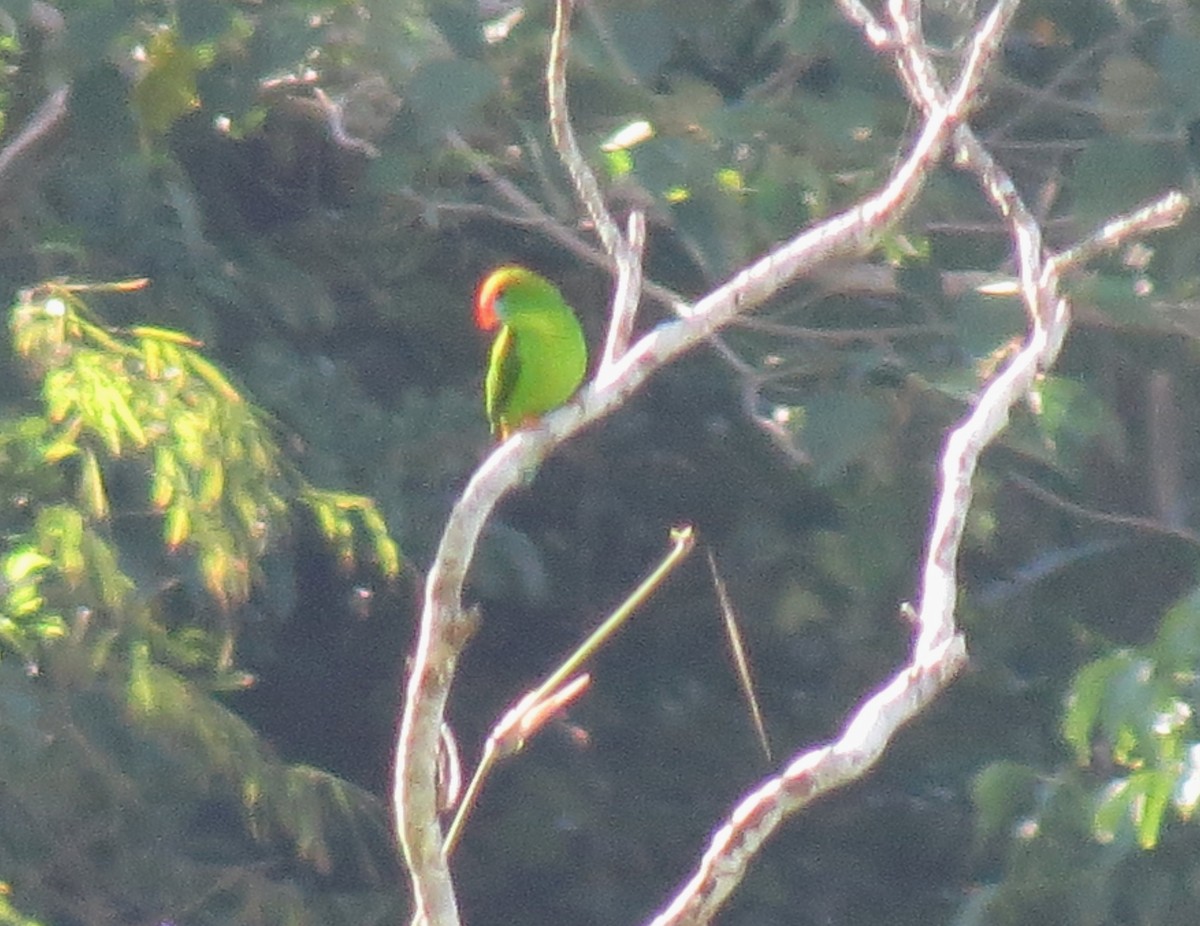 Coryllis des Philippines - ML643819374