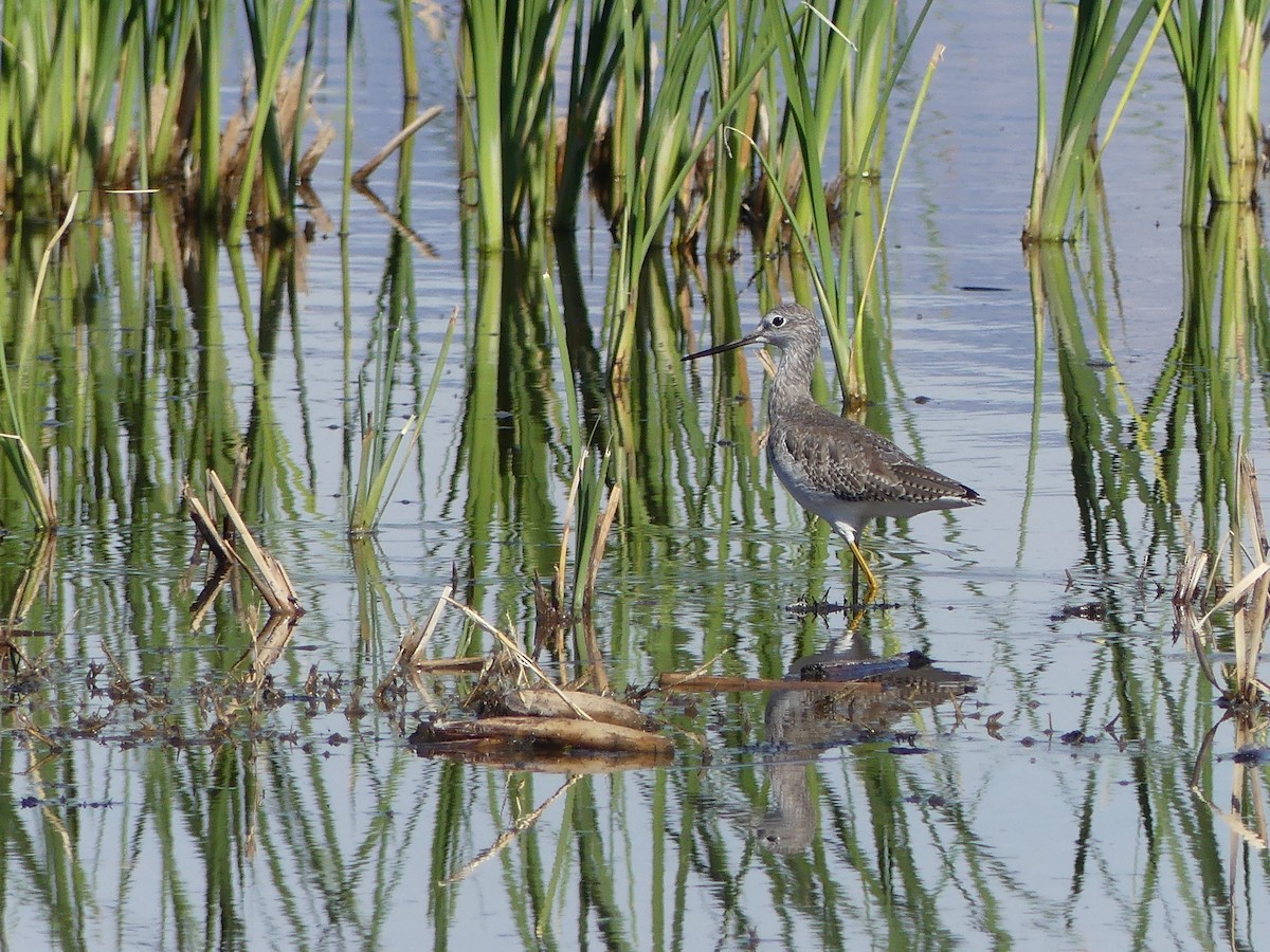 plystresnipe - ML643819375