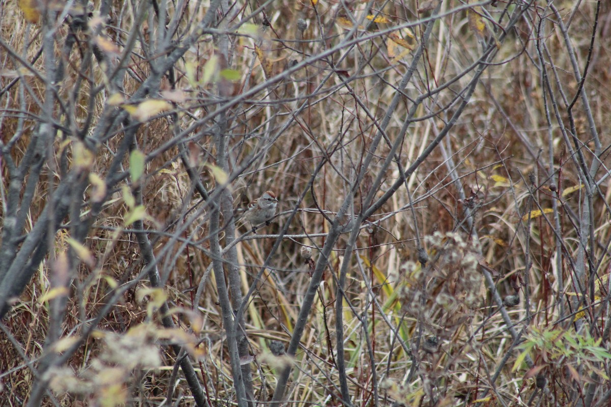 American Tree Sparrow - ML643819419
