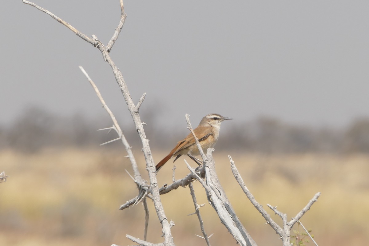 Kalahari Scrub-Robin - ML643819420