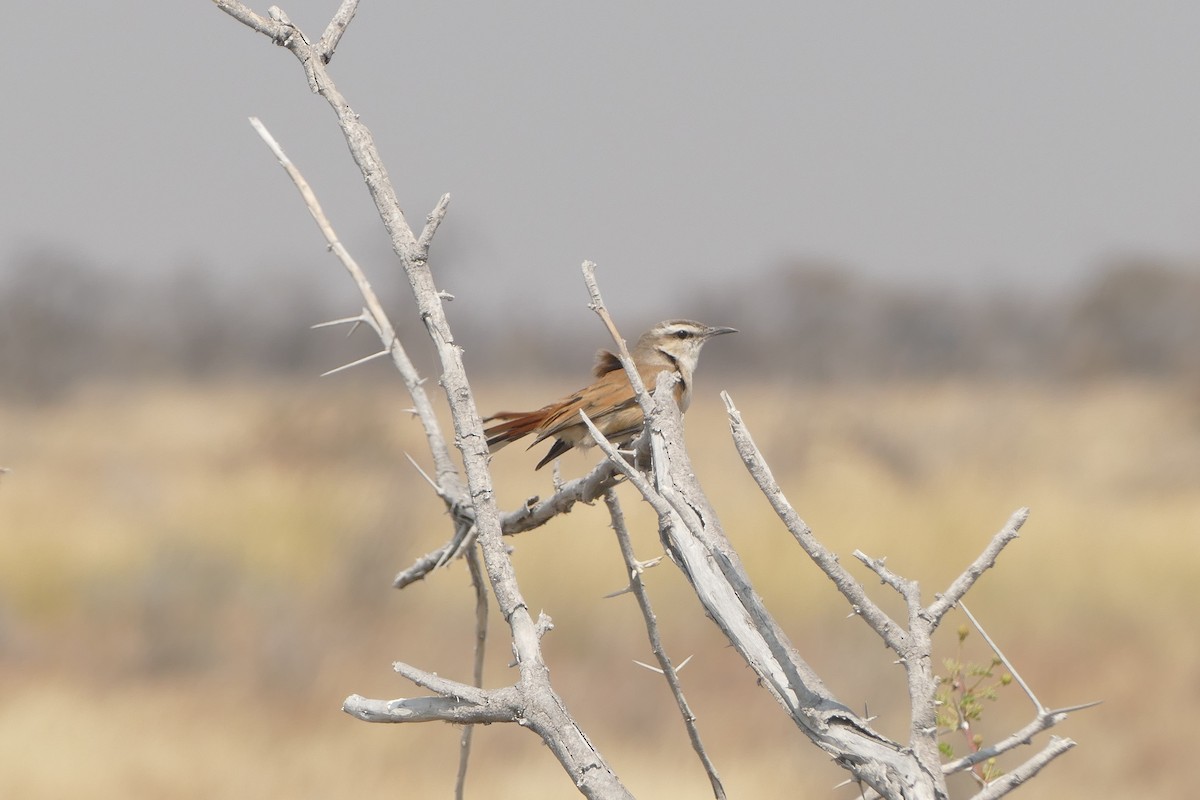 Kalahari Scrub-Robin - ML643819421