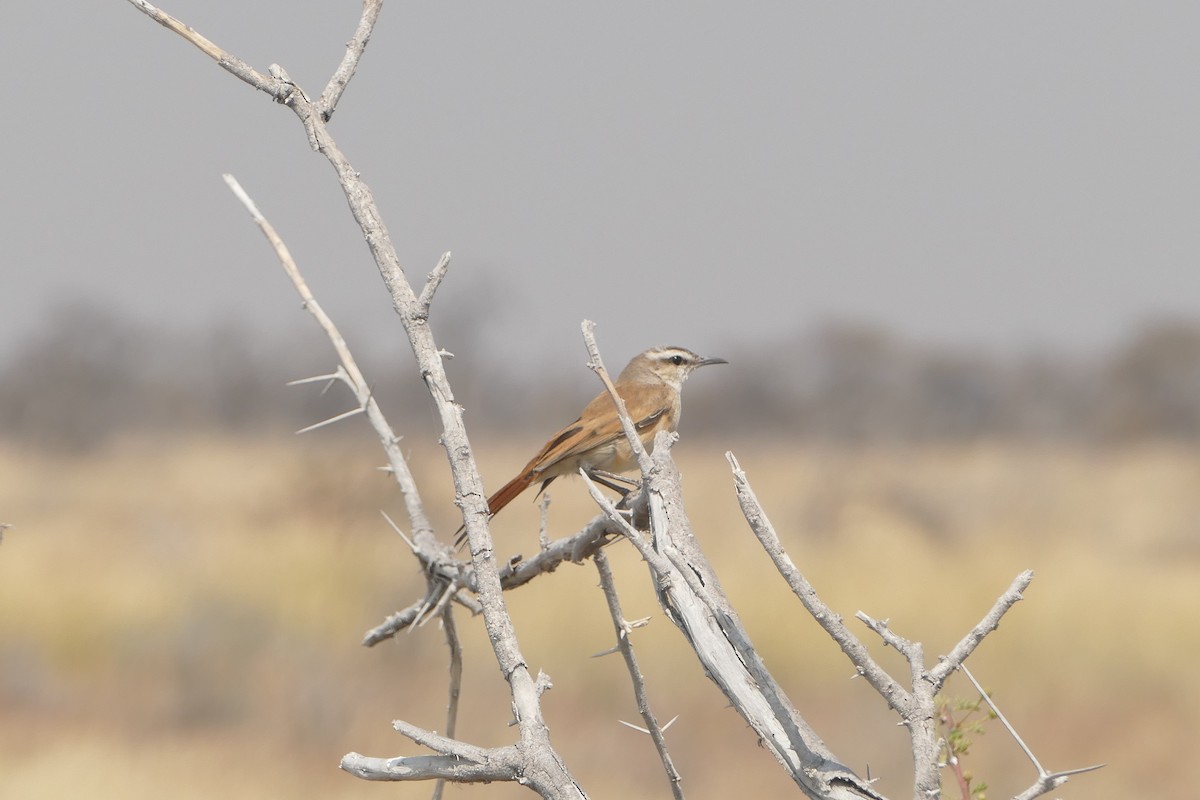 Kalahari Scrub-Robin - ML643819422