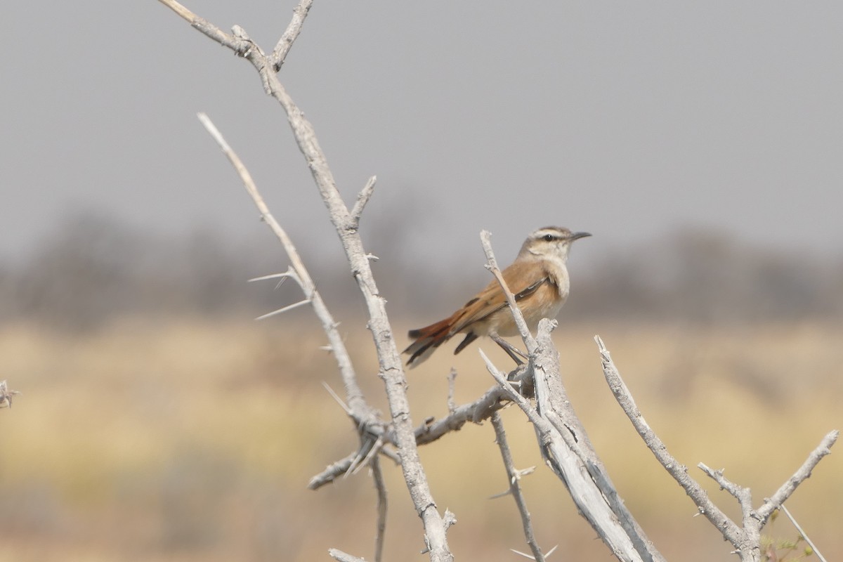Kalahari Scrub-Robin - ML643819423