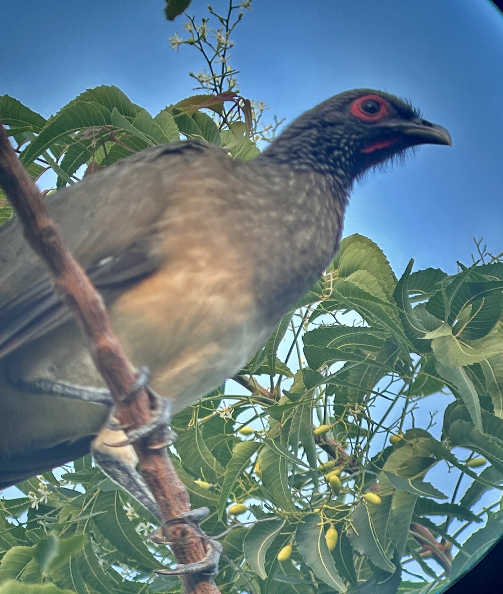 West Mexican Chachalaca - ML643819425