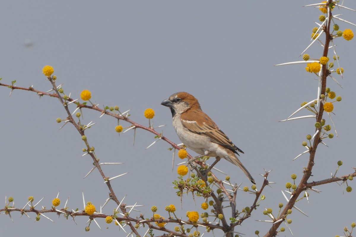 Gorrión Grande - ML643819426