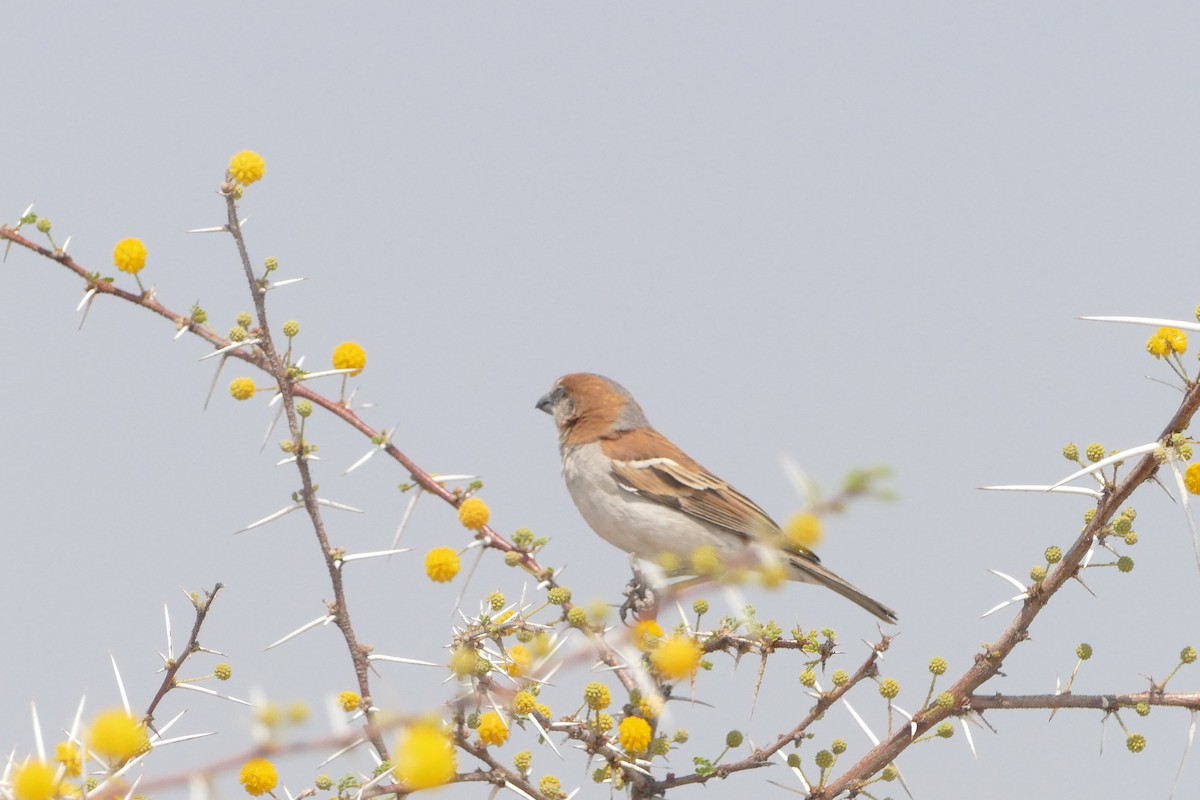 Gorrión Grande - ML643819427