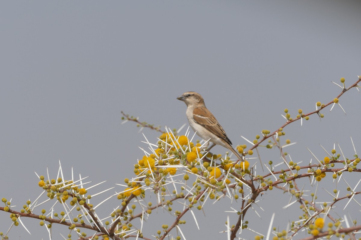 Gorrión Grande - ML643819428
