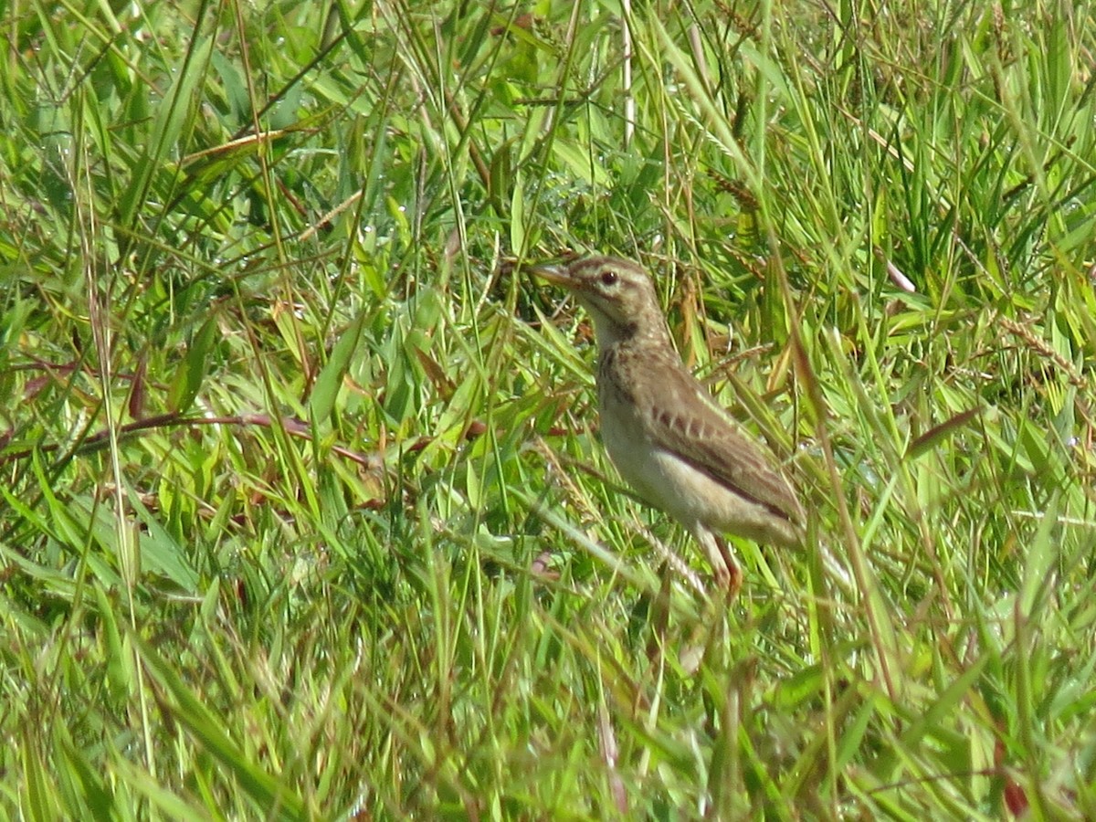 ヒメマミジロタヒバリ - ML643819453