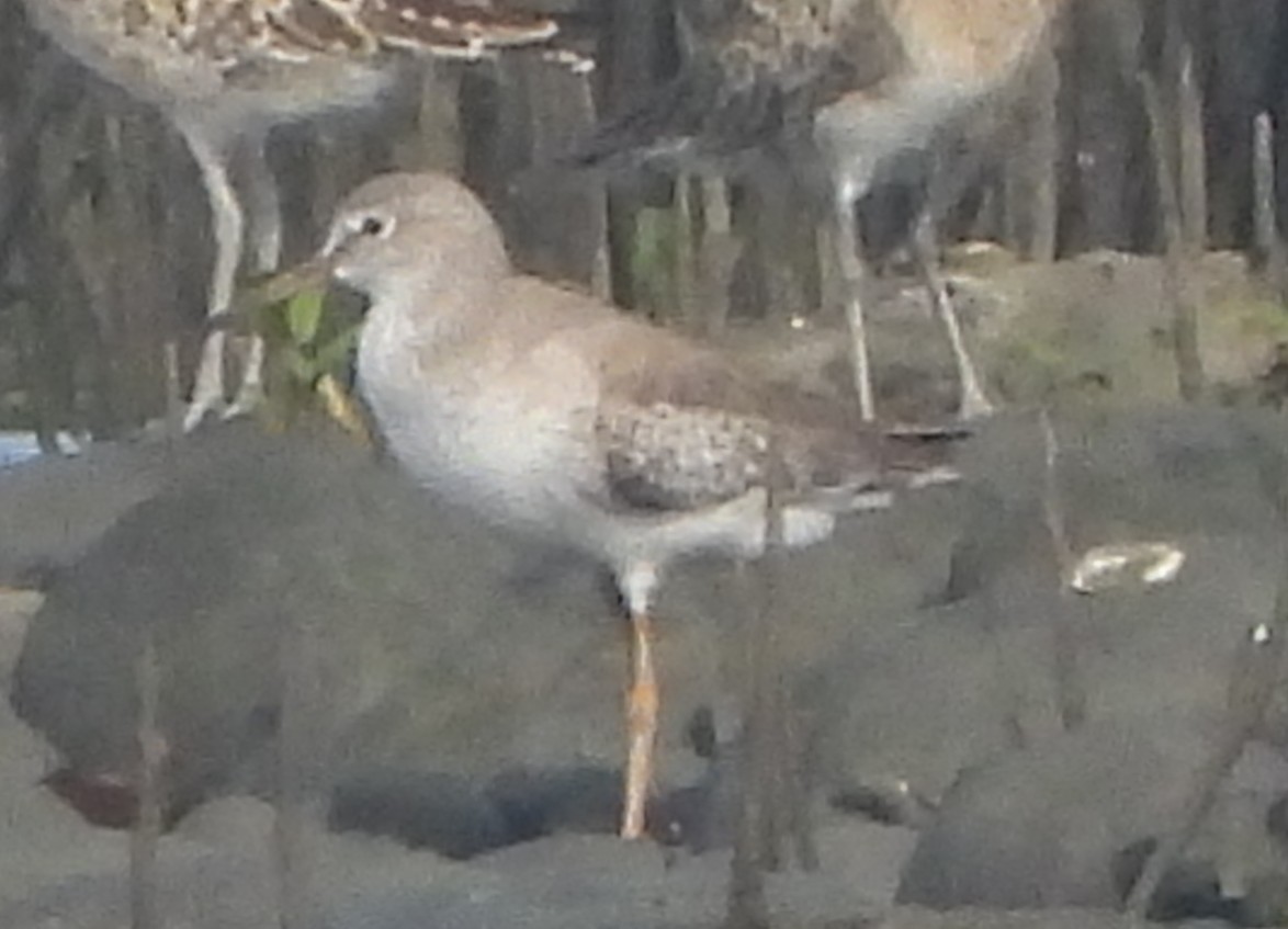 Common Redshank - ML643819465