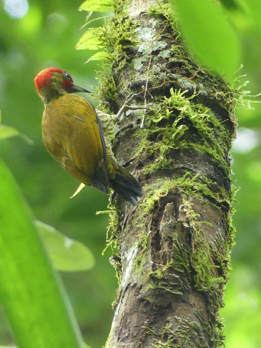Rufous-winged Woodpecker - ML643819484
