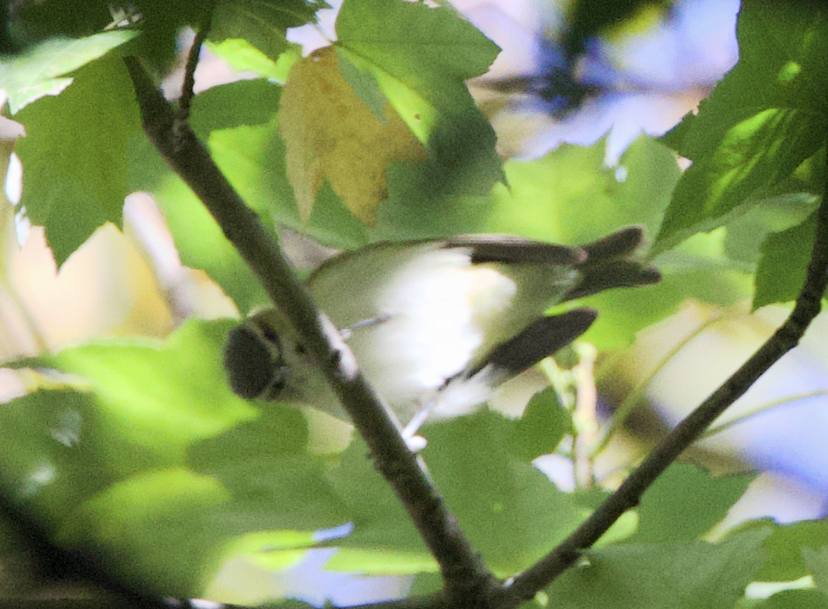 Rotaugenvireo - ML643819513
