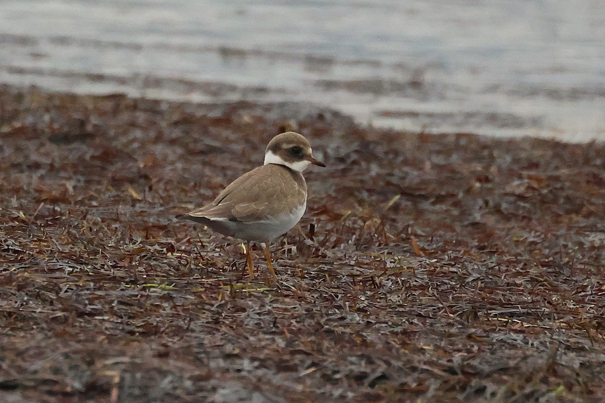 Common Ringed Plover - ML643819519