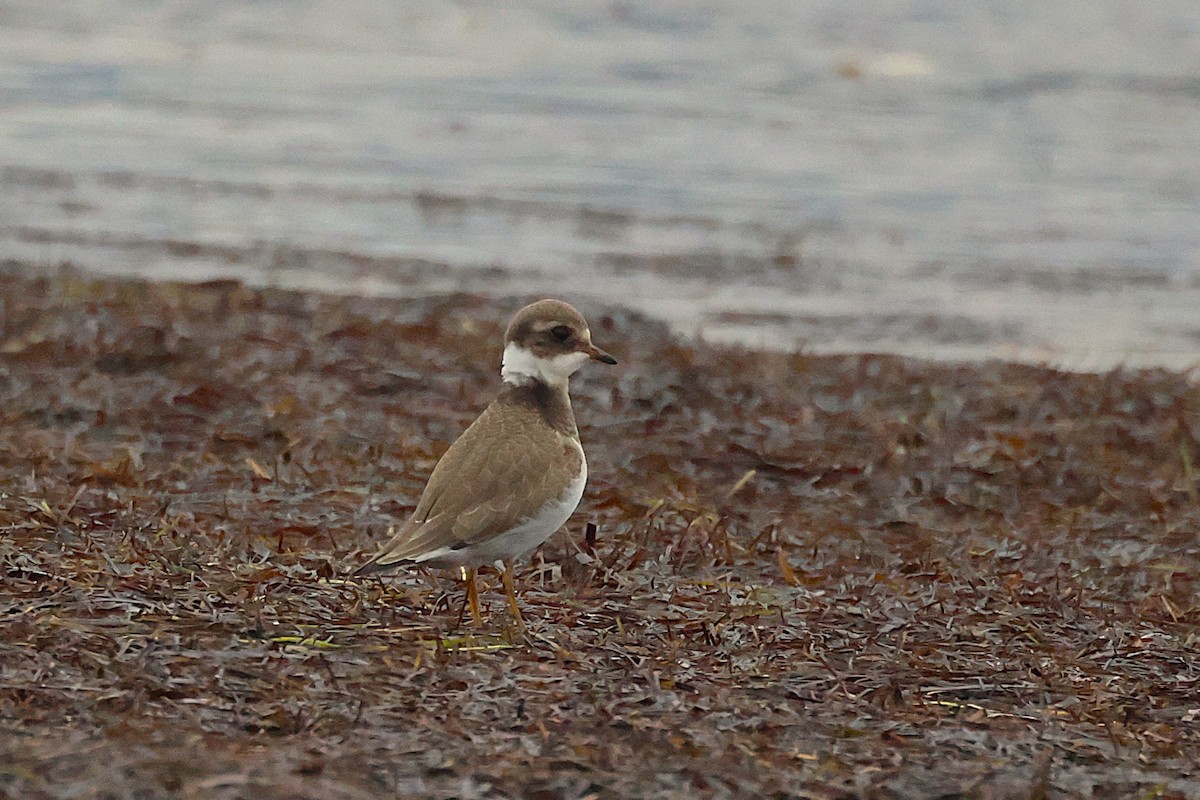 Common Ringed Plover - ML643819520