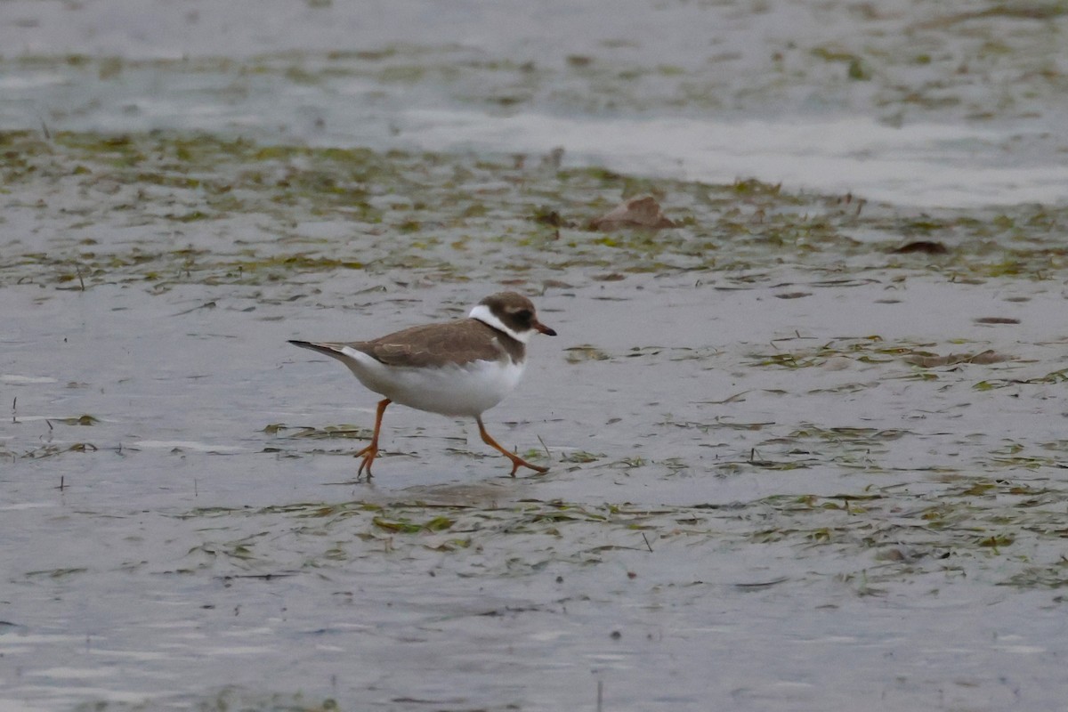 Common Ringed Plover - ML643819521