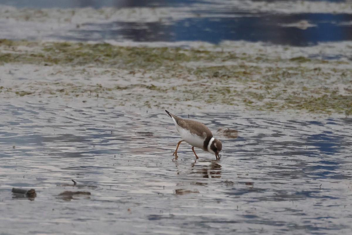 Common Ringed Plover - ML643819522