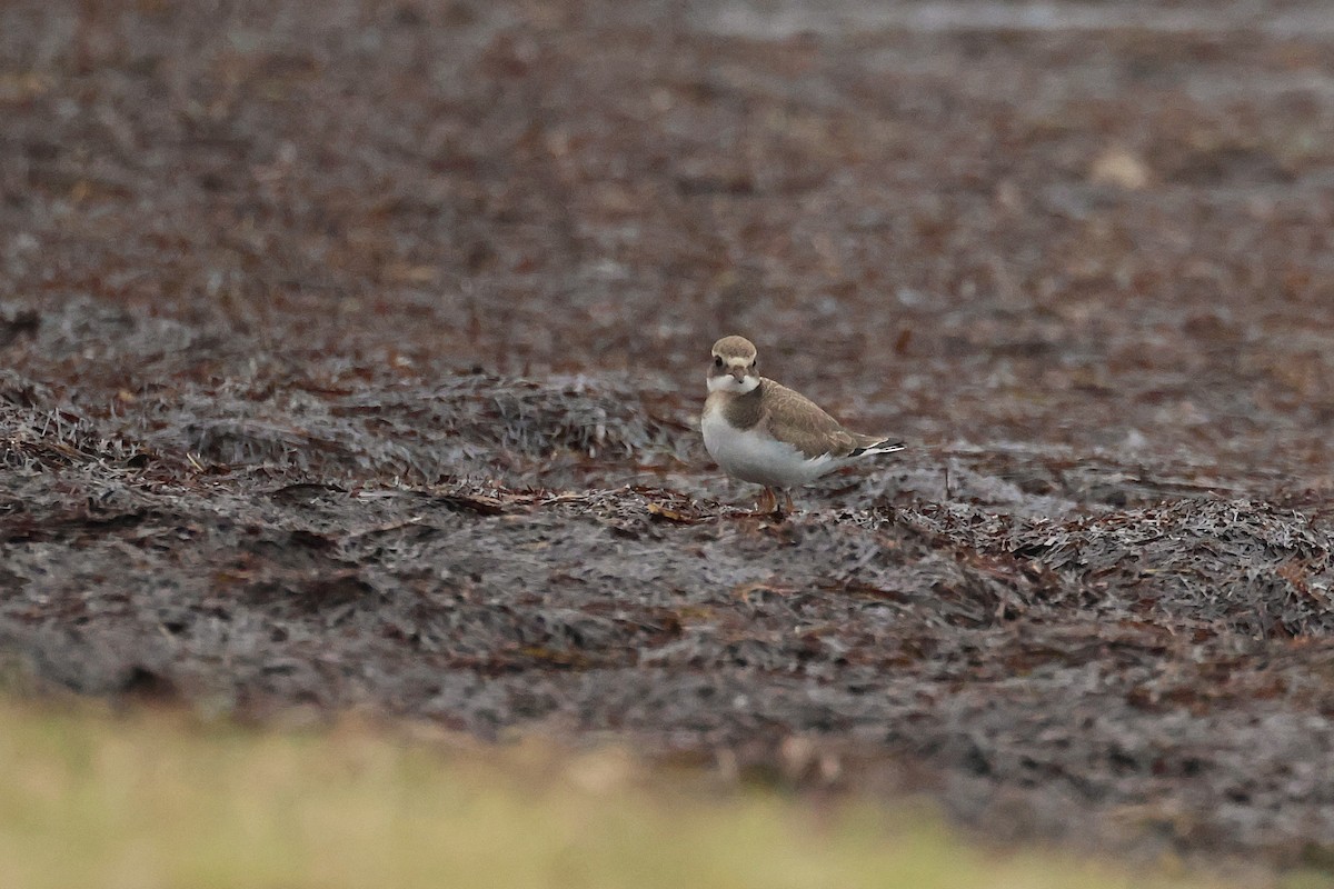 Common Ringed Plover - ML643819523