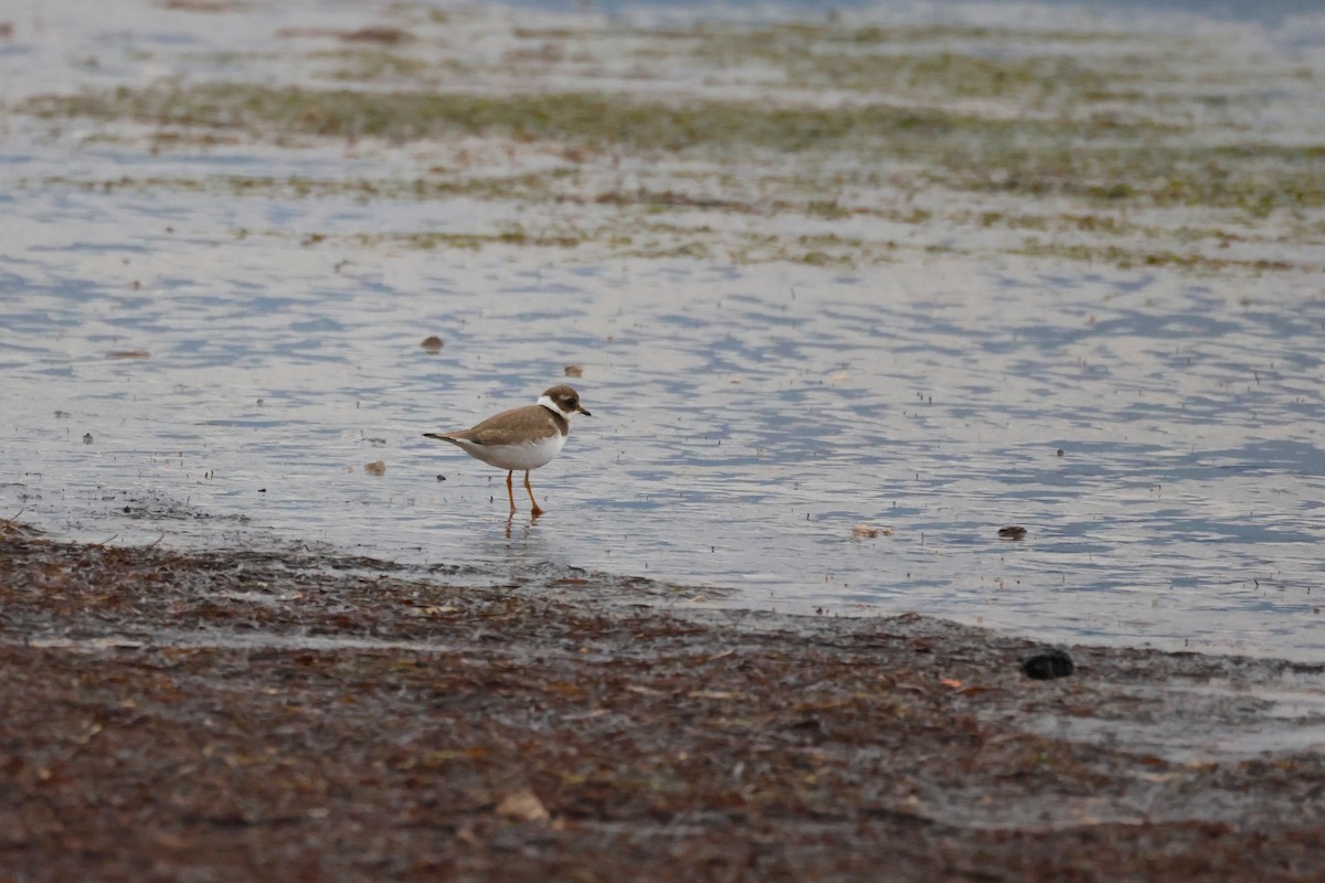 Common Ringed Plover - ML643819524