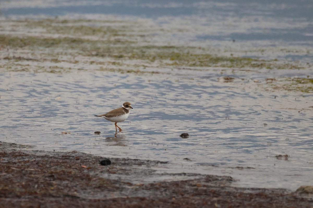 Common Ringed Plover - ML643819525