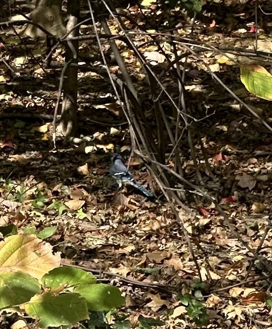 Geai bleu - ML643819527