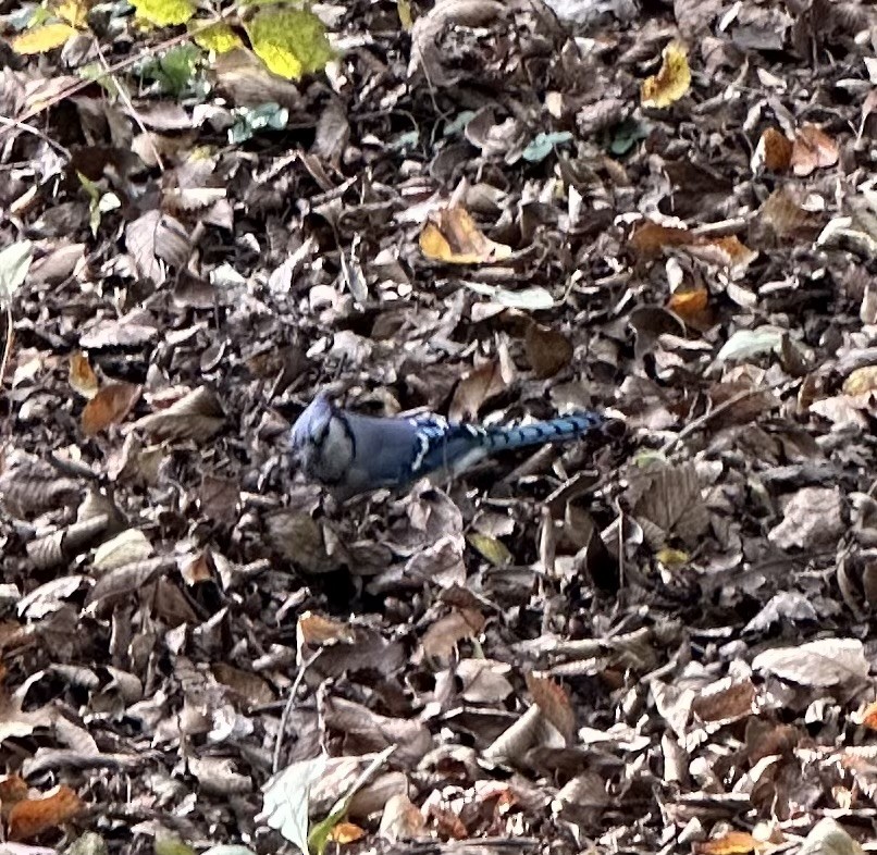 Geai bleu - ML643819528