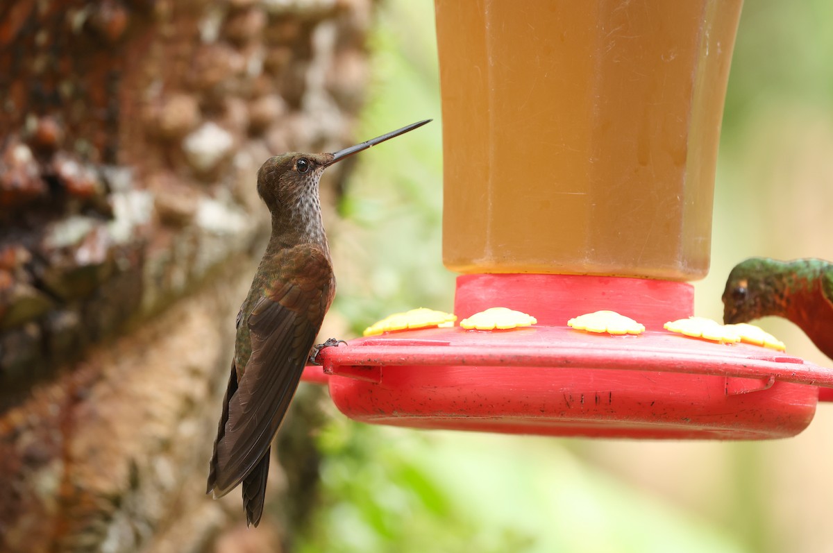 Bronzy Inca - ML643819534