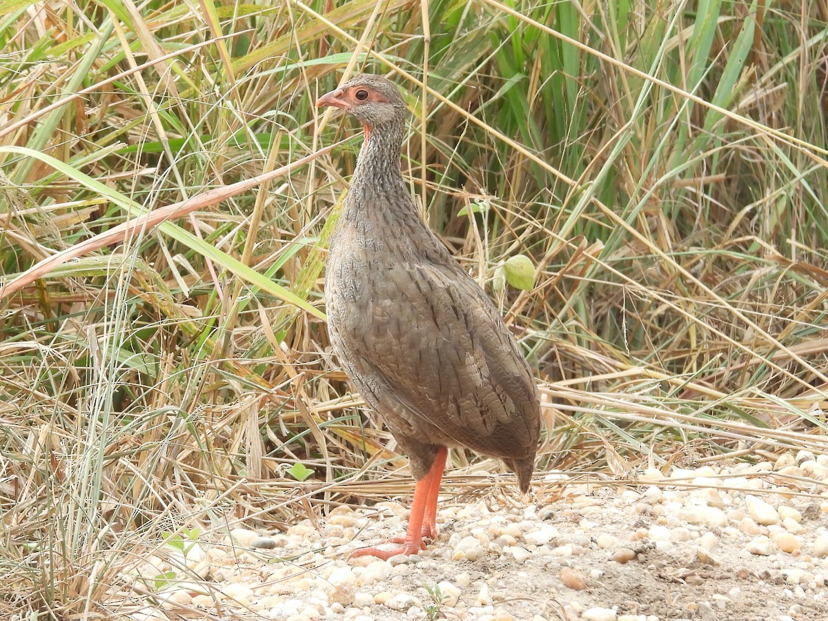Red-necked Spurfowl - ML643819548