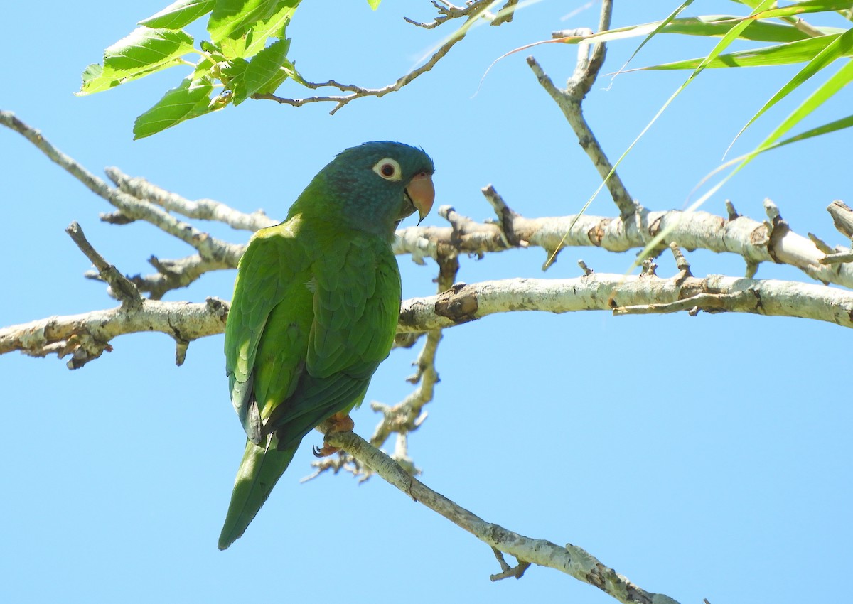 Blue-crowned Parakeet - ML643819556