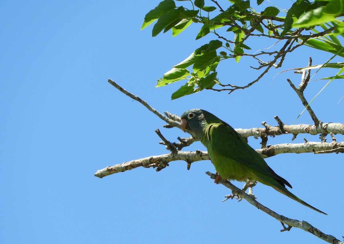 Blue-crowned Parakeet - ML643819557