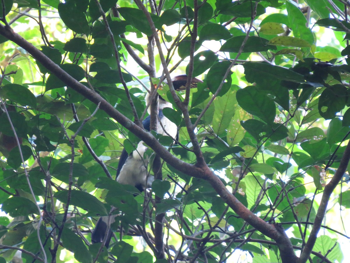 サマールカオグロサイチョウ - ML643819589