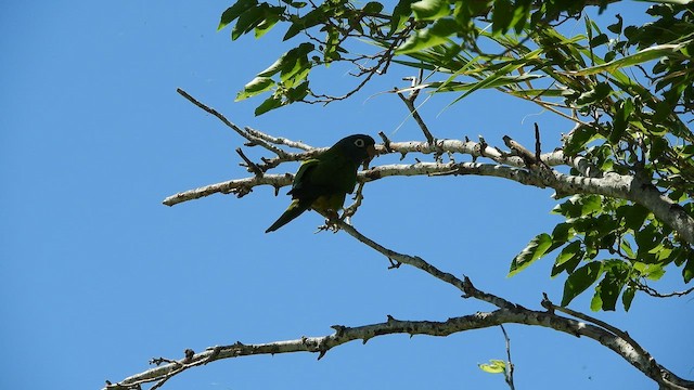 Blue-crowned Parakeet - ML643819597