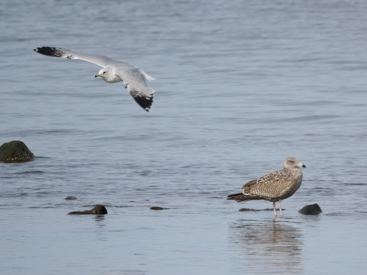 American Herring Gull - ML643819598