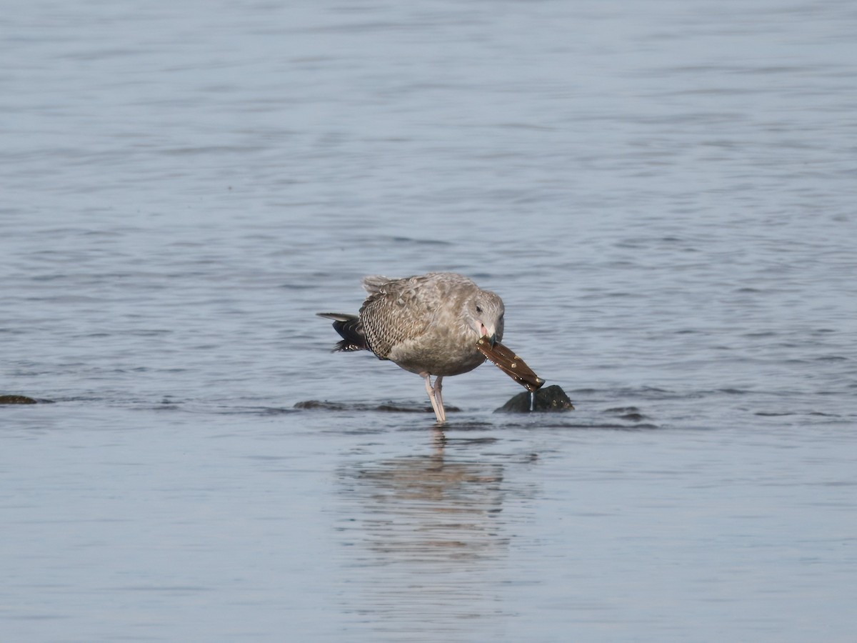 American Herring Gull - ML643819599