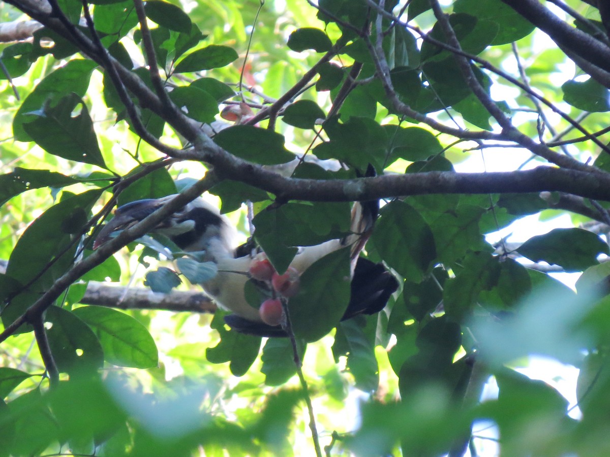 サマールカオグロサイチョウ - ML643819600