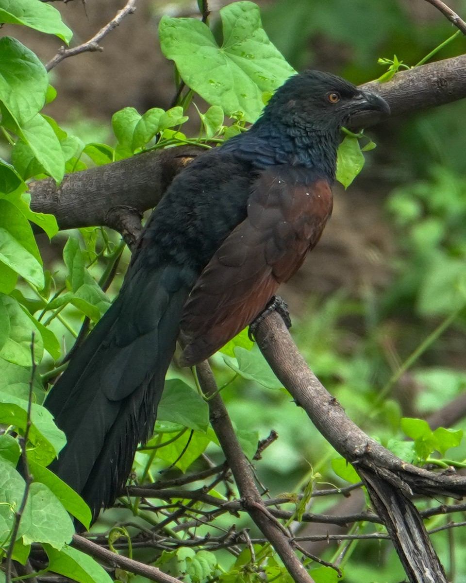 Greater Coucal (Southern) - ML643819612