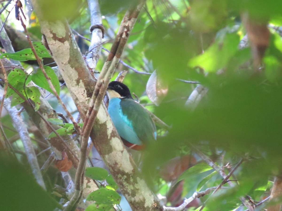 Azure-breasted Pitta - ML643819623