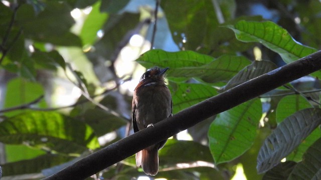 Rufous-necked Puffbird - ML643819626