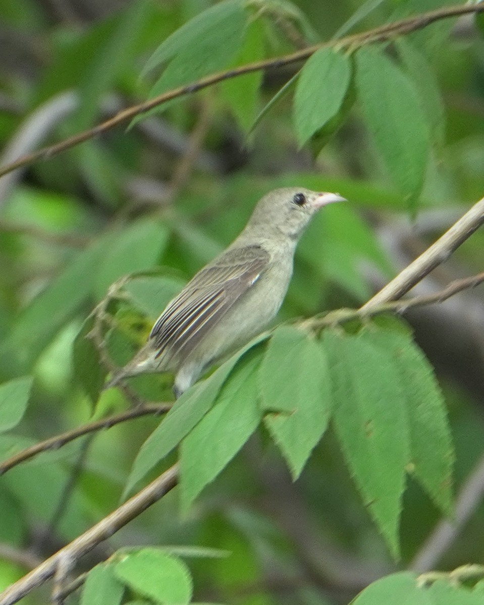 Pale-billed Flowerpecker - ML643819628