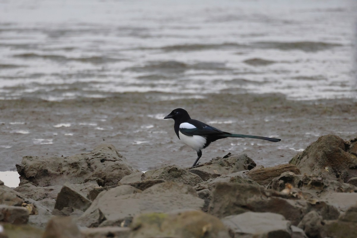 Eurasian Magpie - ML643819641