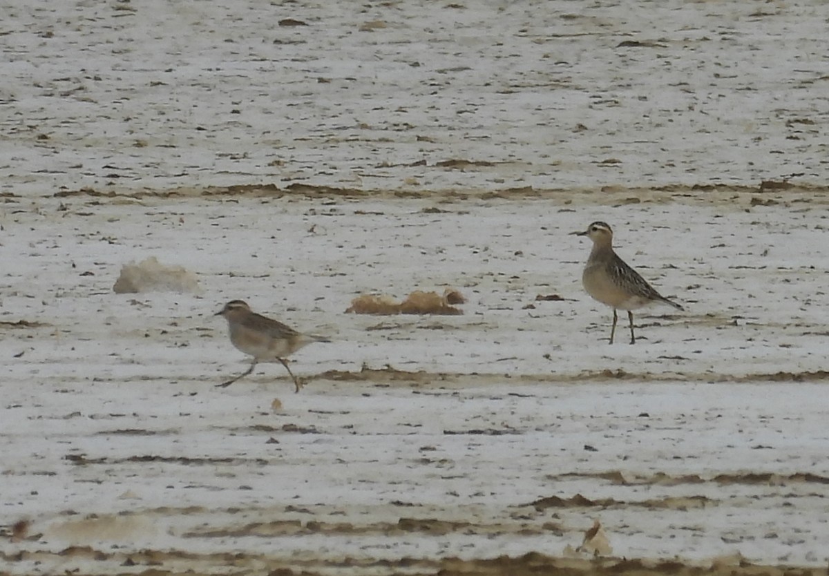 Eurasian Dotterel - ML643819647