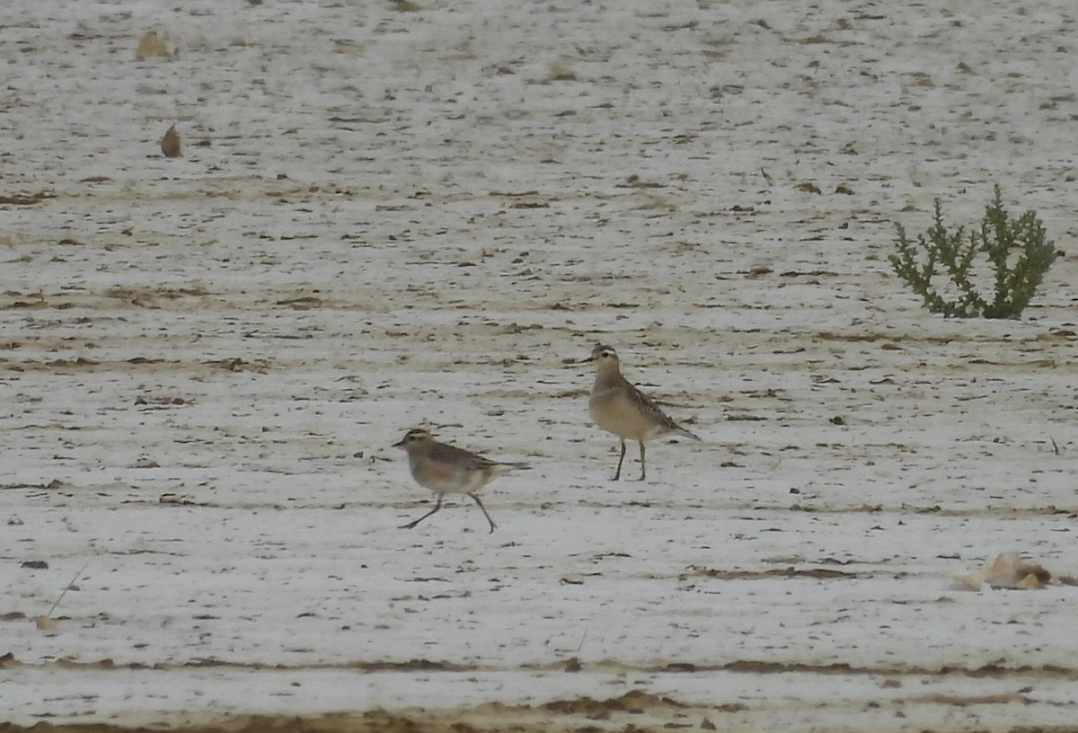 Eurasian Dotterel - ML643819648