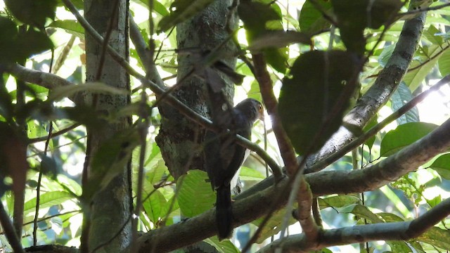Barred Forest-Falcon - ML643819652