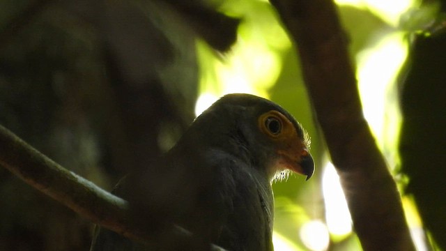 Barred Forest-Falcon - ML643819654